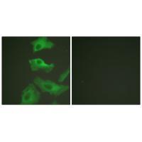 HSP90B (Ab-254) Antibody