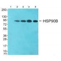 HSP90B (Ab-254) Antibody