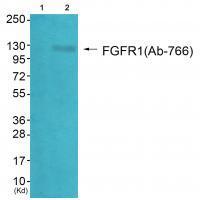 FGFR1 (Ab-766) Antibody