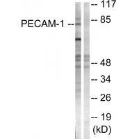 PECAM-1 (Ab-713) Antibody