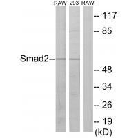Smad2 (Ab-220) Antibody