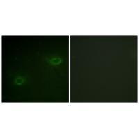 Syndecan4 (Ab-179) Antibody