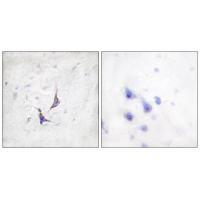 Syndecan4 (Ab-179) Antibody