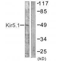 Kir5.1 (Ab-416) Antibody