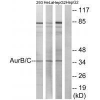 AurB/C (Ab-202/175) Antibody