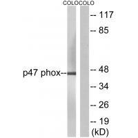 Neutrophil Cytosol Factor 1 (Ab-304) Antibody