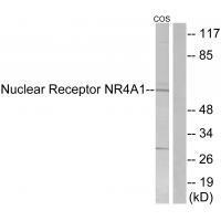 Nuclear Receptor NR4A1 (Ab-351) Antibody