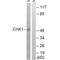 Chk1 (Ab-280) Antibody