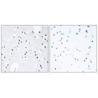 c-Jun (Ab-243) Antibody