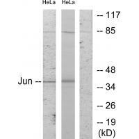 c-Jun (Ab-243) Antibody