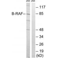 B-RAF (Ab-446) Antibody