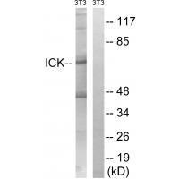 ICK (Ab-159) Antibody
