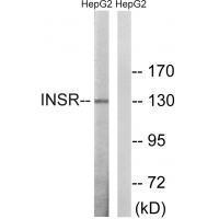 INSR (Ab-1375) Antibody