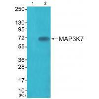 MAP3K7 (Ab-187) Antibody