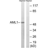 AML1 (Ab-435) Antibody