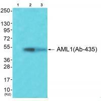 AML1 (Ab-435) Antibody