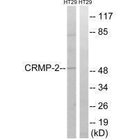 CRMP-2 (Ab-509) Antibody