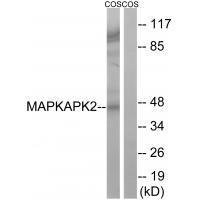 MAPKAPK2 (Ab-272) Antibody