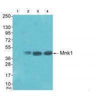 Mnk1 (Ab-385) Antibody 
