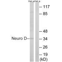 Neuro D (Ab-274) Antibody