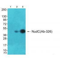 NudC (Ab-326) Antibody