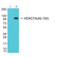 HDAC7A(Ab-155) Antibody 