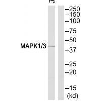 MAPK1/3 (Ab-205/222) Antibody