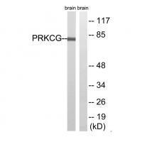 PRKCG(Ab-655) Antibody 