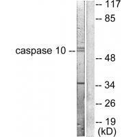 Caspase 10 Antibody