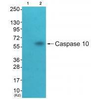 Caspase 10 Antibody