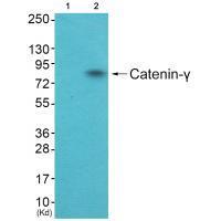 Catenin-γ Antibody