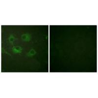 Claudin 3 Antibody