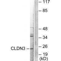 Claudin 3 Antibody