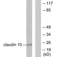 Claudin 10 Antibody