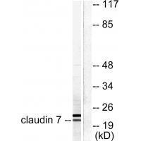 Claudin 7 Antibody
