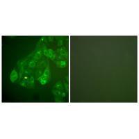 Connexin 43 Antibody