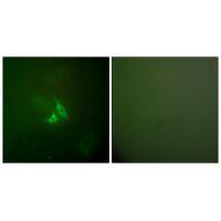 Cox2 Antibody