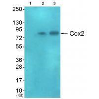 Cox2 Antibody