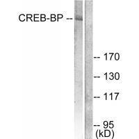 CREB-BP Antibody