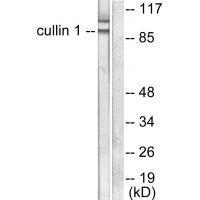 Cullin 1 Antibody