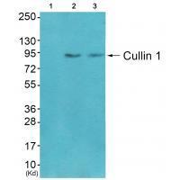 Cullin 1 Antibody