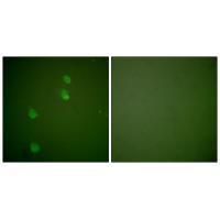 Cullin 2 Antibody