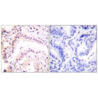 Cullin 2 Antibody