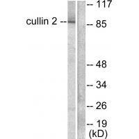 Cullin 2 Antibody