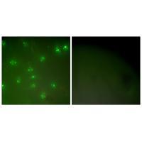 Cyclin A Antibody
