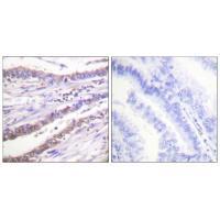 Cyclin A Antibody