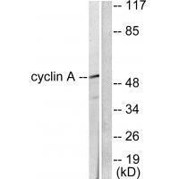 Cyclin A Antibody