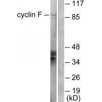 Cyclin F Antibody