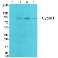Cyclin F Antibody