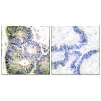 Cytochrome c Antibody